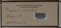 Physarum nutans image
